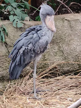 那須どうぶつ王国に投稿された画像（2026/4/6）