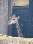 恩賜上野動物園に投稿された画像（2026/4/6）