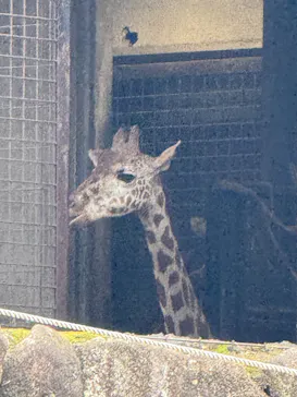 恩賜上野動物園に投稿された画像（2026/4/6）