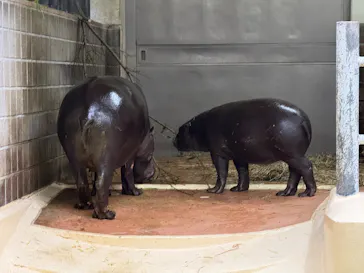 恩賜上野動物園に投稿された画像（2026/4/6）