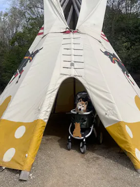 野外民族博物館 リトルワールドに投稿された画像（2026/4/6）