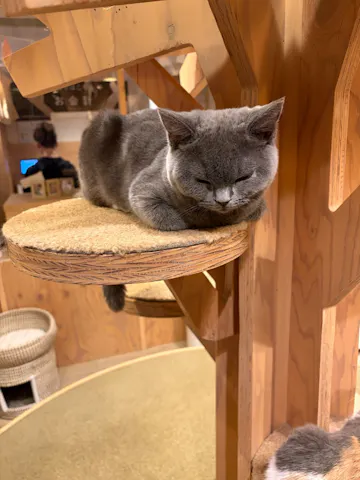 猫カフェモカ 池袋本店の口コミ ｜東京に用事がありその前に友達と