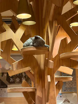 猫カフェモカ　池袋本店に投稿された画像（2026/4/6）