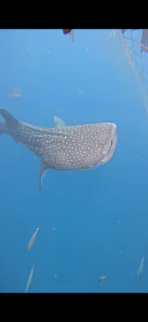 Simple marine service（シンプルマリンサービス）に投稿された画像（2026/4/6）