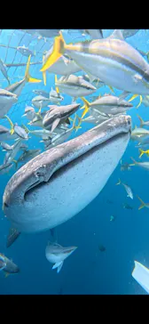 Simple marine service（シンプルマリンサービス）に投稿された画像（2026/4/6）