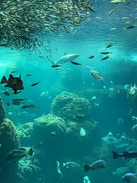 新江ノ島水族館に投稿された画像（2026/4/6）