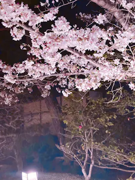 上方温泉 一休 京都本館に投稿された画像（2026/4/6）