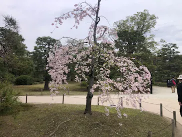 元離宮二条城に投稿された画像（2026/4/6）