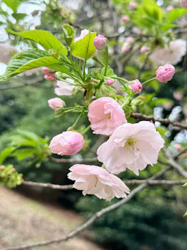 新宿御苑に投稿された画像（2026/4/6）