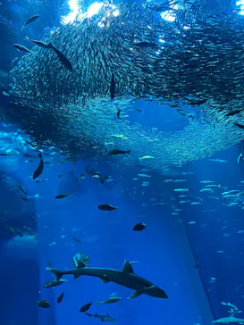 アクアワールド茨城県大洗水族館に投稿された画像（2026/4/6）