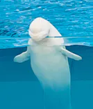 横浜・八景島シーパラダイスに投稿された画像（2026/4/6）