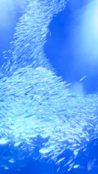 横浜・八景島シーパラダイスに投稿された画像（2026/4/6）