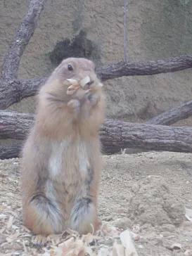 名古屋市東山動植物園に投稿された画像（2026/4/6）