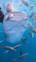 Simple marine service（シンプルマリンサービス）に投稿された画像（2026/4/6）