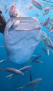 Simple marine service（シンプルマリンサービス）に投稿された画像（2026/4/6）