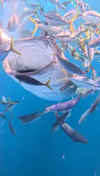 Simple marine service（シンプルマリンサービス）に投稿された画像（2026/4/6）