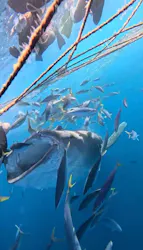 Simple marine service（シンプルマリンサービス）に投稿された画像（2026/4/6）