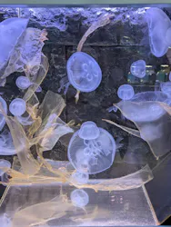 幼魚水族館に投稿された画像（2026/4/6）