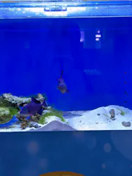 幼魚水族館に投稿された画像（2026/4/6）