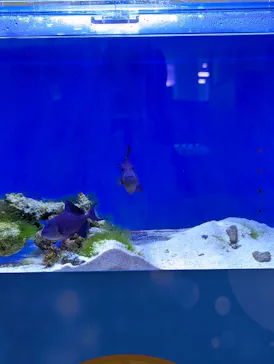 幼魚水族館に投稿された画像（2026/4/6）