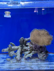 幼魚水族館に投稿された画像（2026/4/6）