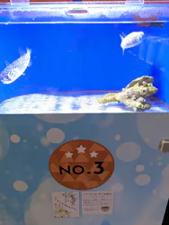 幼魚水族館に投稿された画像（2026/4/6）