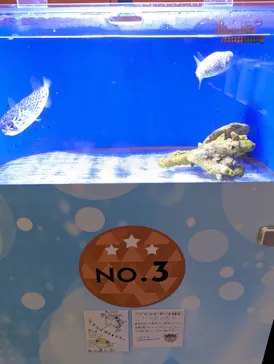 幼魚水族館に投稿された画像（2026/4/6）