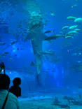 沖縄美ら海水族館に投稿された画像（2026/4/6）