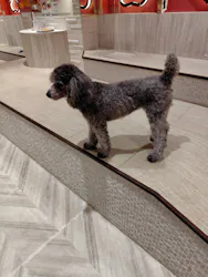 いぬカフェRio 池袋店に投稿された画像（2026/4/6）