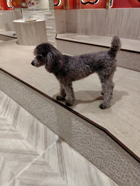 いぬカフェRio 池袋店に投稿された画像（2026/4/6）