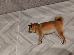 いぬカフェRio 池袋店に投稿された画像（2026/4/6）