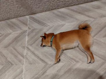 いぬカフェRio 池袋店に投稿された画像（2026/4/6）