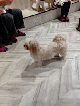 いぬカフェRio 池袋店に投稿された画像（2026/4/6）