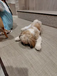 いぬカフェRio 池袋店に投稿された画像（2026/4/6）