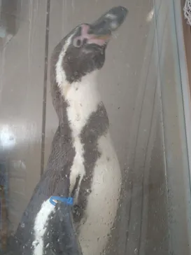 アクアワールド茨城県大洗水族館に投稿された画像（2026/4/6）