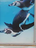 葛西臨海水族園に投稿された画像（2026/4/6）