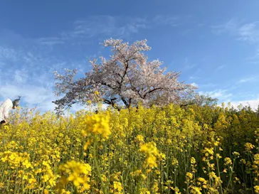 万博記念公園に投稿された画像（2026/4/6）