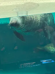 大分マリーンパレス水族館 「うみたまご」に投稿された画像（2026/4/6）