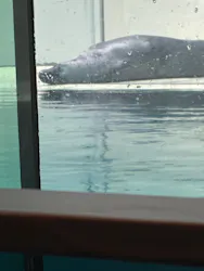 大分マリーンパレス水族館 「うみたまご」に投稿された画像（2026/4/6）