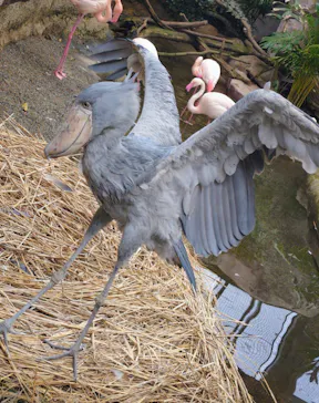 那須どうぶつ王国に投稿された画像（2026/4/6）