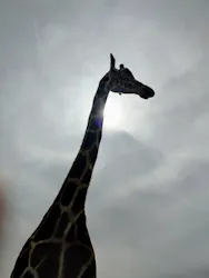 那須サファリパークに投稿された画像（2026/4/6）