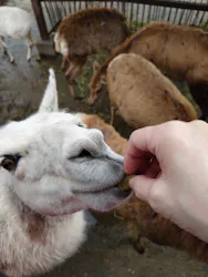 那須サファリパークに投稿された画像（2026/4/6）