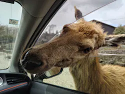 那須サファリパークに投稿された画像（2026/4/6）