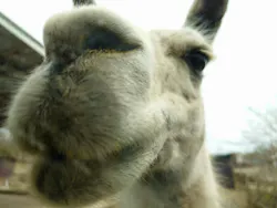 那須サファリパークに投稿された画像（2026/4/6）