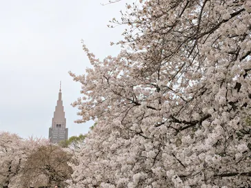 新宿御苑に投稿された画像（2026/4/6）