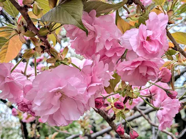 新宿御苑に投稿された画像（2026/4/6）