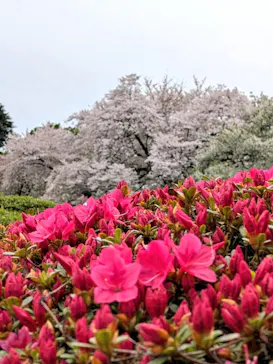 新宿御苑に投稿された画像（2026/4/6）