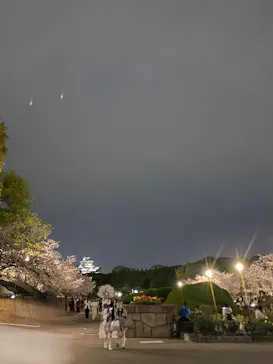 大阪城公園 西の丸庭園に投稿された画像（2026/4/6）