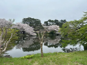 新宿御苑に投稿された画像（2026/4/6）