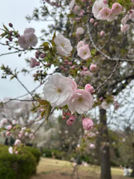新宿御苑に投稿された画像（2026/4/6）